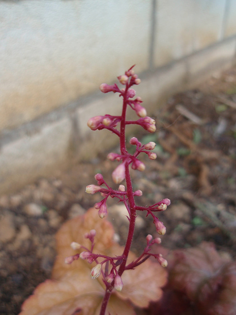 heuchére P4241319