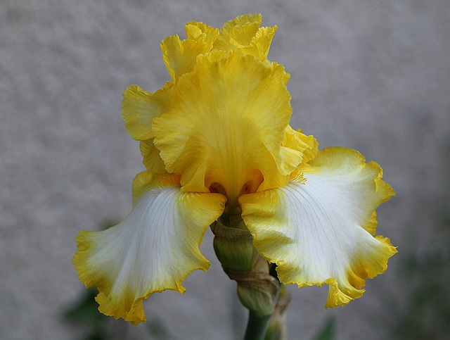 Iris Lemon Fever