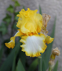 Iris Lemon Fever