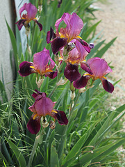 Iris Voltigeur