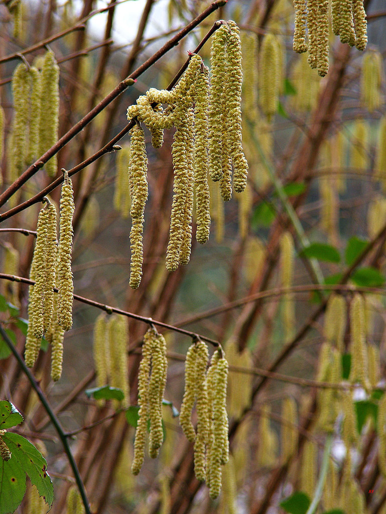 Catkins