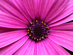 Bellis perennis