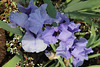 Iris Codicil