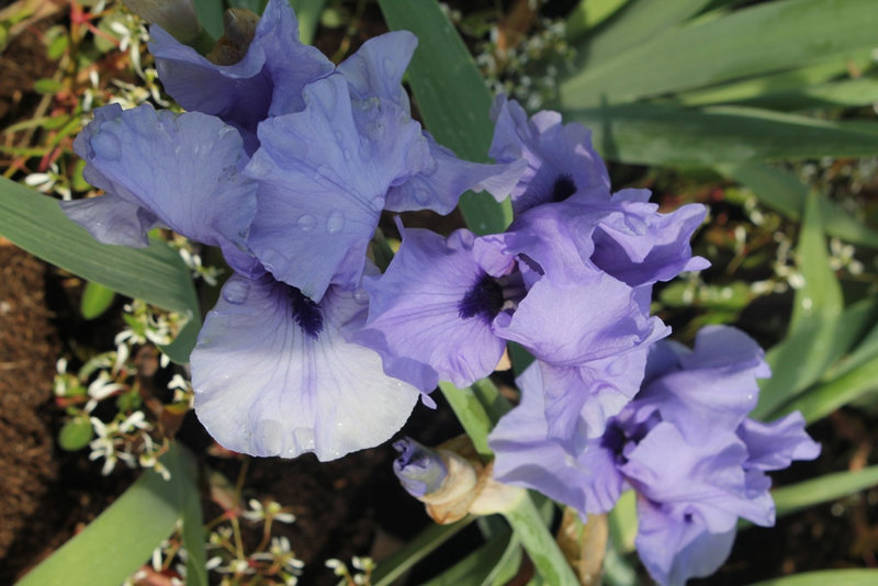 Iris Codicil