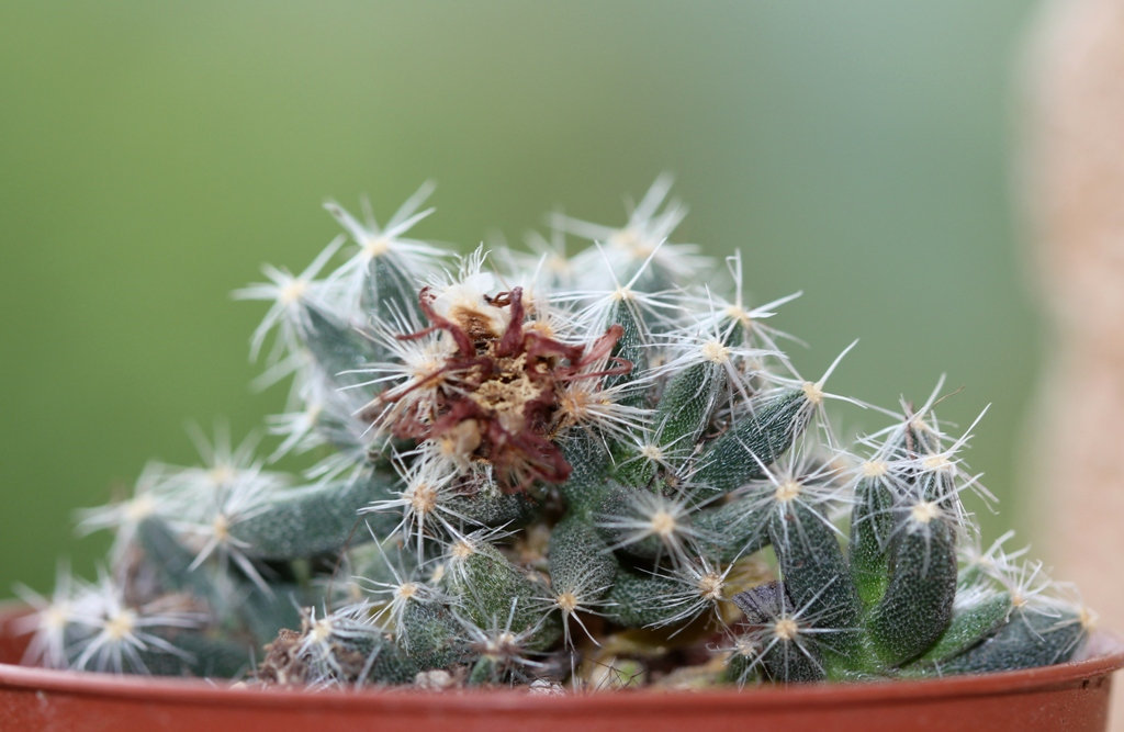 Trichodiadema densum