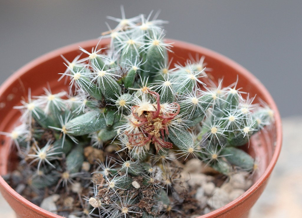 Trichodiadema densum 2