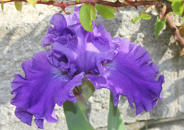 Iris Bleineim royal