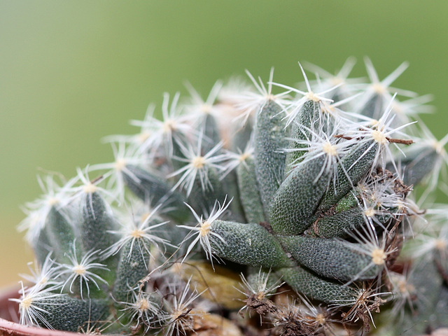 Trichodiadema densum 3