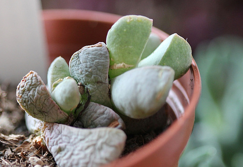 Namibia ponderosa