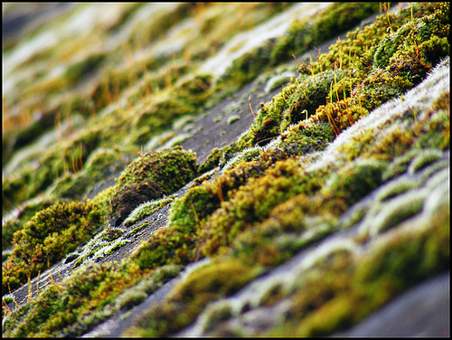 Mossy roof