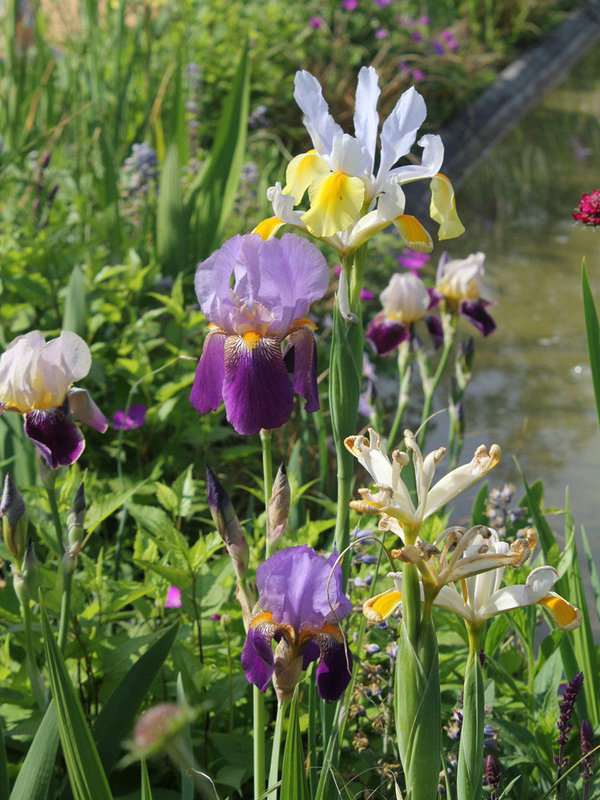 Bouquet d'iris