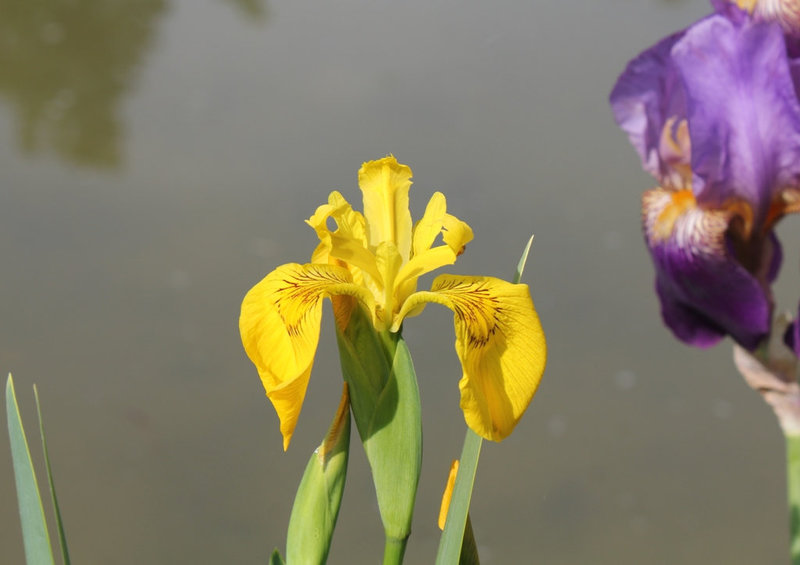 Iris pseudacorus