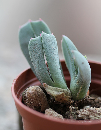 Cheiridopsis dilatata SB629