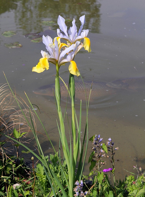 Iris Xiphium bicolore