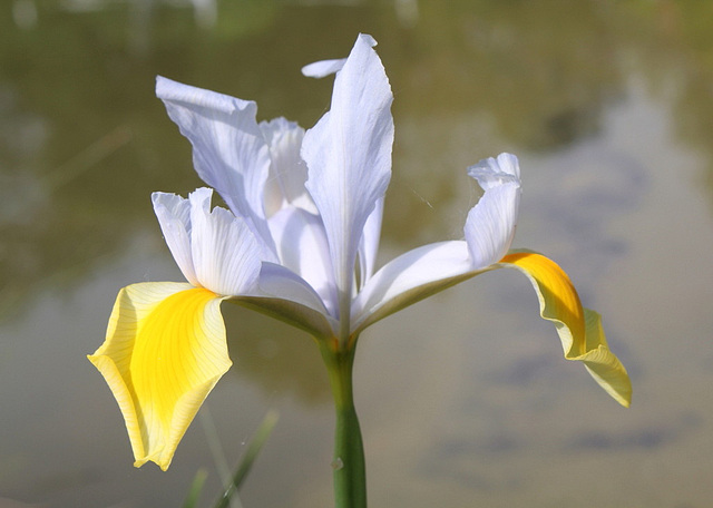 Iris Xiphium