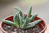 Cephalophyllum caespitosum Bitterfontein