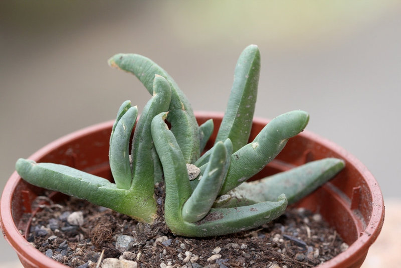 Cephalophyllum caespitosum Bitterfontein