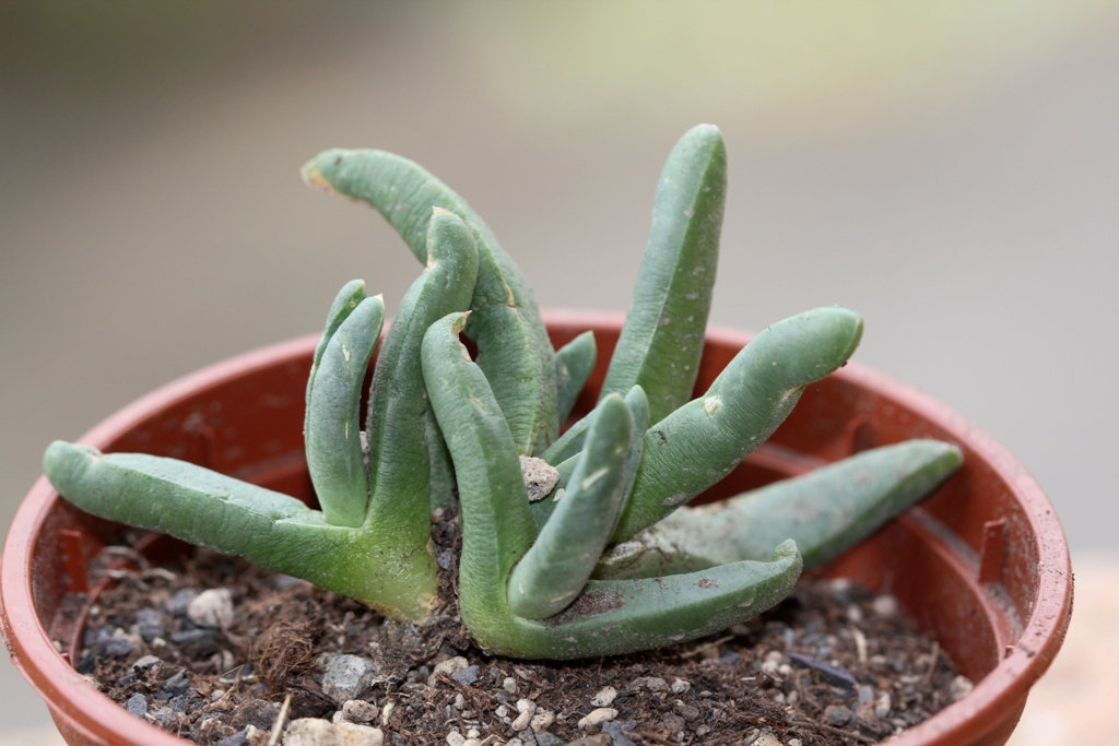 Cephalophyllum caespitosum Bitterfontein