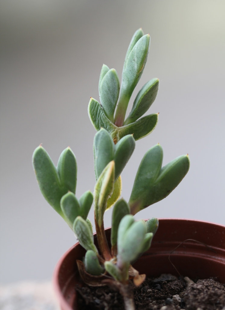 Braunsia apiculata SB616