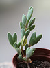 Braunsia apiculata SB616