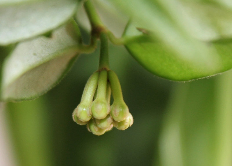 Hoya bella