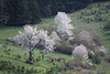 Merisiers en fleurs