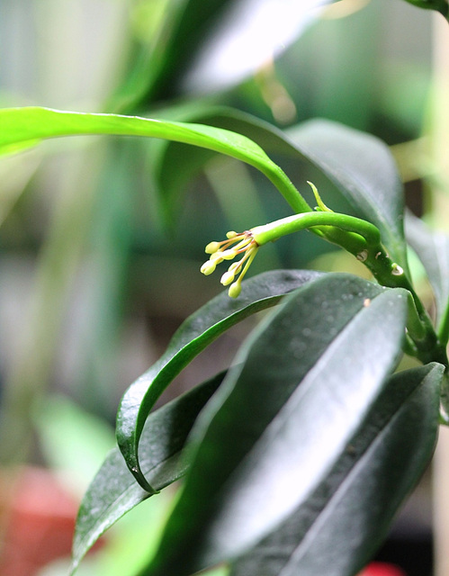 Hoya multiflora