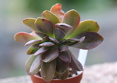 Graptoveria Fred Ives cristata