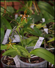 Phalaenopsis lamelligera