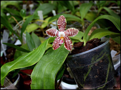 Phalaenopsis 'Ambotrana' = sumatrana x amboinensis