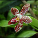 Phalaenopsis 'Ambotrana' = sumatrana x amboinensis