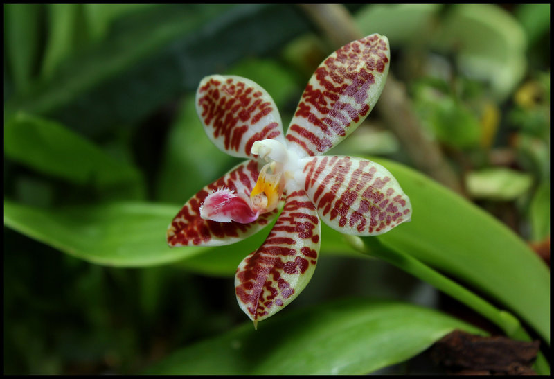 Phalaenopsis 'Ambotrana' = sumatrana x amboinensis