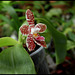 Phalaenopsis 'Ambotrana' = sumatrana x amboinensis