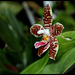 Phalaenopsis 'Ambotrana' = sumatrana x amboinensis