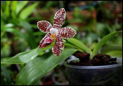 Phalaenopsis 'Ambotrana' = sumatrana x amboinensis