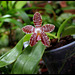 Phalaenopsis 'Ambotrana' = sumatrana x amboinensis