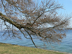 am Starnberger See