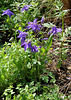 Aquilegia vulgaris