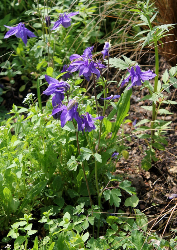 Aquilegia vulgaris