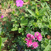 Geranium sanguin et Ancolie rose