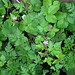 Geranium robertianum