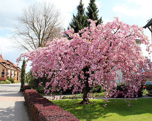 Japanischer Kirschbaum