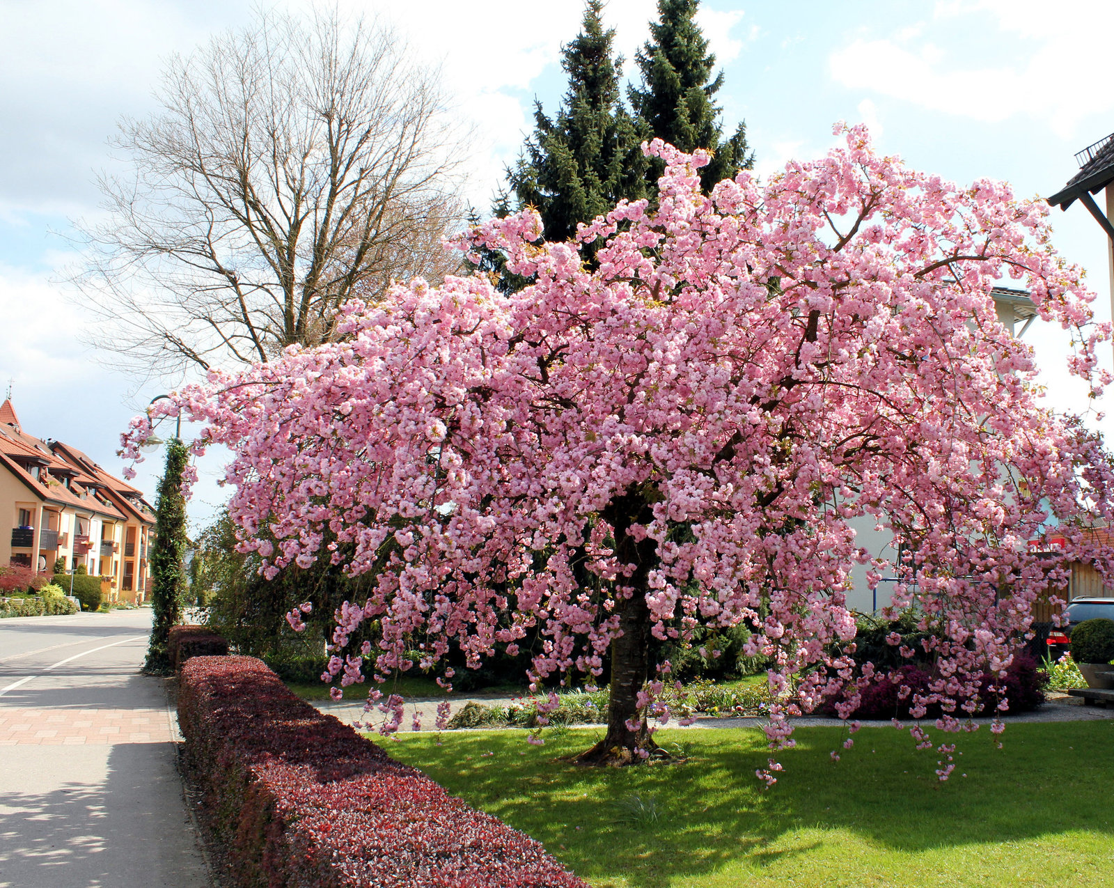 Japanischer Kirschbaum
