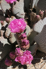 Cactus Flower in Hidden Valley (0126)