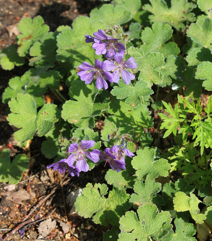 Geranium renardii