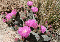 Cactus Flower In Hidden Valley (0184)