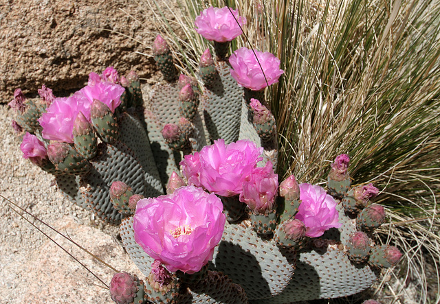 Cactus Flower In Hidden Valley (0184)