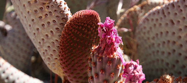 Cactus in Hidden Valley (0128)