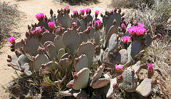 Cactus In Hidden Valley (0193)