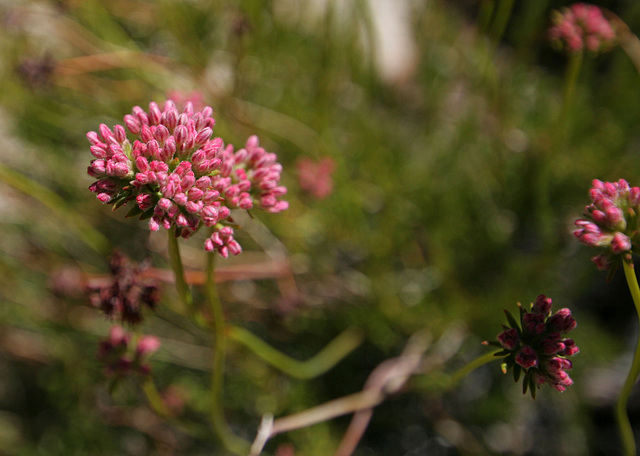 Buckwheat Flower in Hidden Valley (0142)